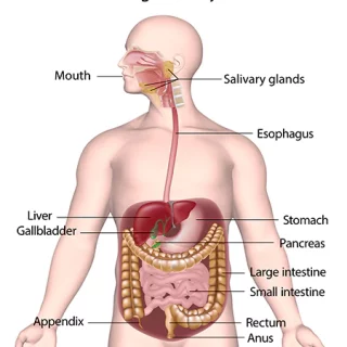 Components of the Human Digestive System