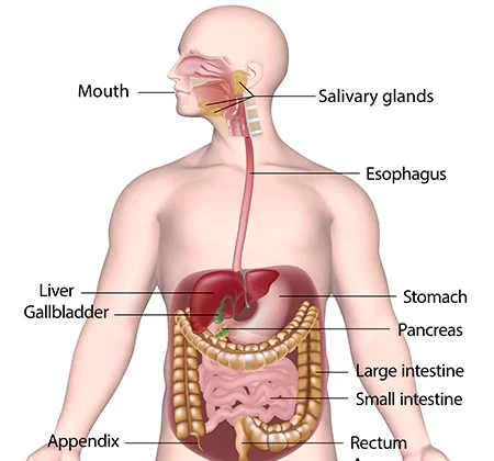 Components of the Human Digestive System
